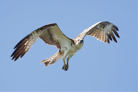 Kalakotkas (Pandion haliaetus)