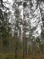 Pesapuu maapinnalt vaadatuna (mõõdulatiks Urmas - 1.90m).