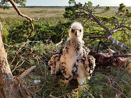 38 päeva vanune kaljukotkapoeg 2020. aasta suvel. Foto: Gunnar Sein