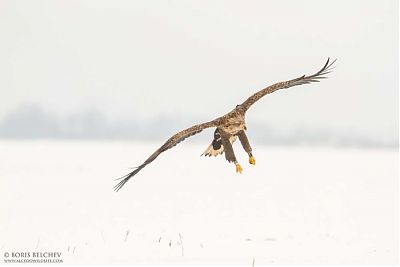 Illimar 2017. a jaanuaris. Foto: Boris Belchev