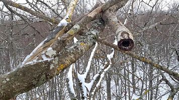 Kaamera pesalt vaadatuna. Objektiiv on peidetud haava oksa sisse.