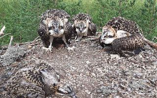 Eesti esimene nelja pojaga kalakotka pesakond 2021.a juulis Võrumaal. Foto: Urmas Sellis